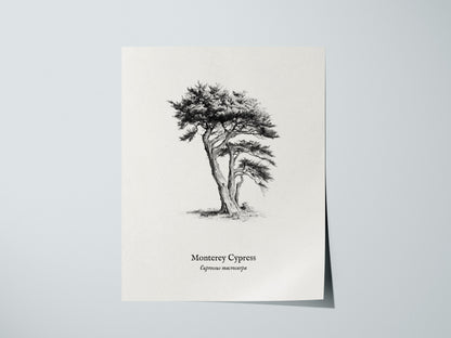 Monterey Cypress Poster | Cupressus macrocarpa Pen and Ink Print Vintage Botanical Illustration — giclée print detail on matt