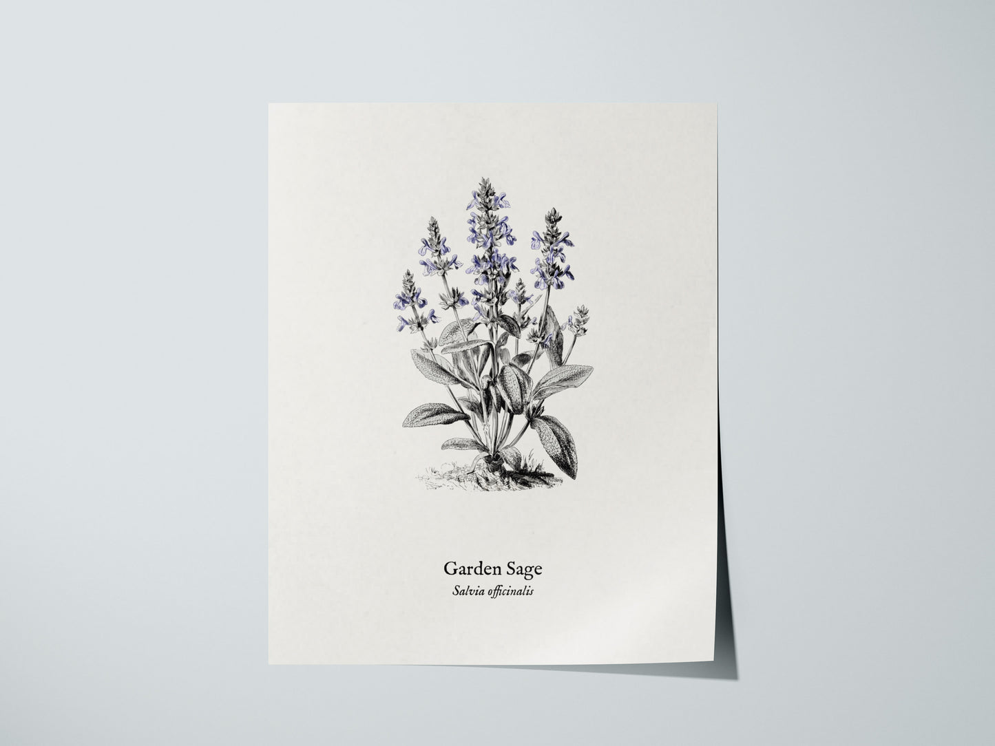 Garden Sage Poster | Salvia officinalis Pen and Ink Print Vintage Botanical Illustration Wall Art — giclée print detail on ma