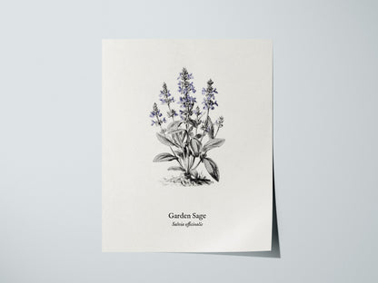 Garden Sage Poster | Salvia officinalis Pen and Ink Print Vintage Botanical Illustration Wall Art — giclée print detail on ma