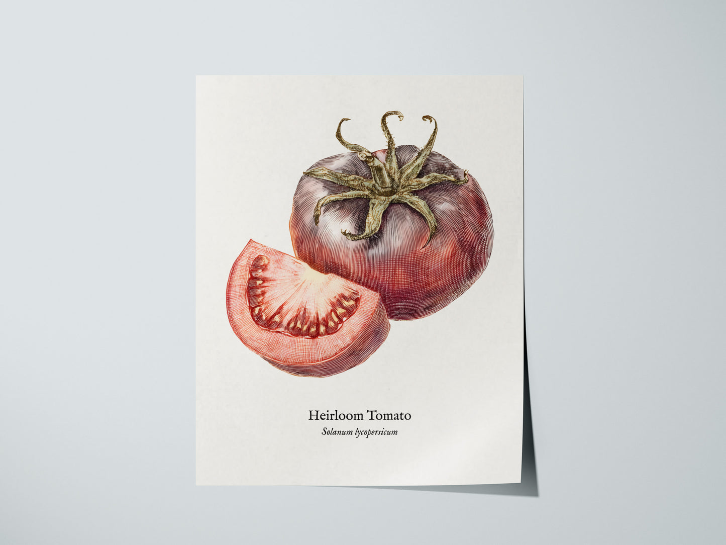 Heirloom Tomato Poster | Vintage Solanum Lycopersicum Botanical Illustration Wall Art — giclée print detail on matte paper