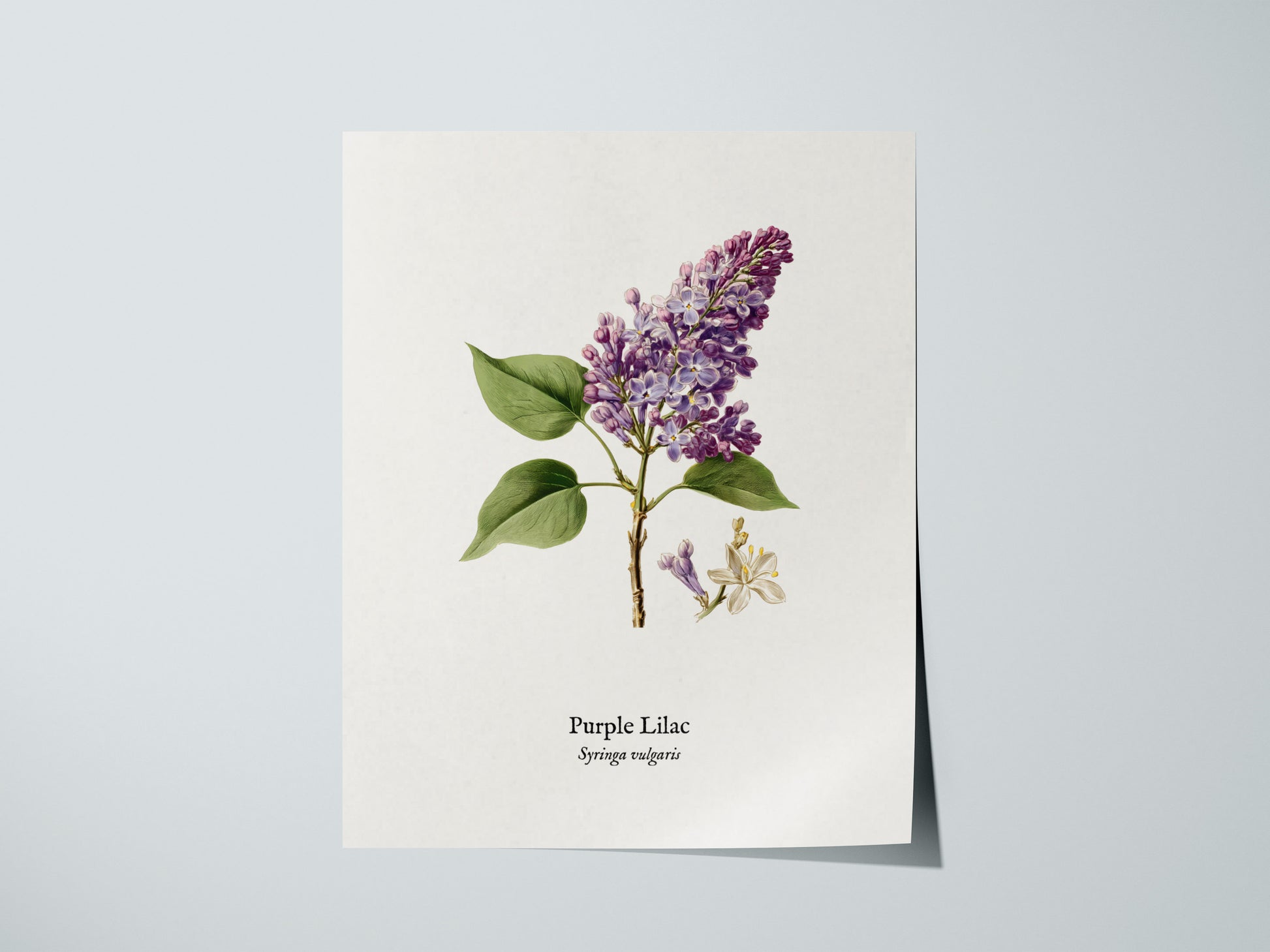 Purple Lilac Poster | Vintage Syringa vulgaris Botanical Illustration Wall Art — giclée print detail on matte paper
