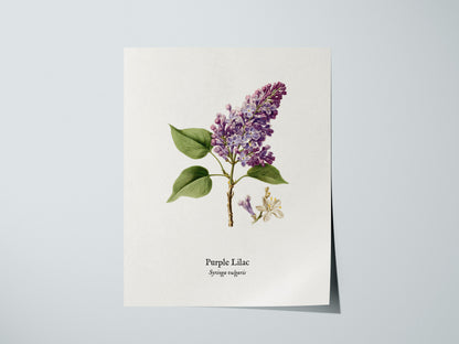 Purple Lilac Poster | Vintage Syringa vulgaris Botanical Illustration Wall Art — giclée print detail on matte paper