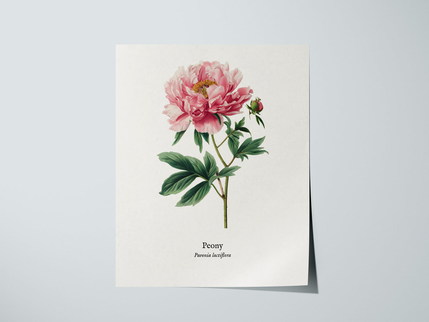 Peony Poster | Vintage Paeonia Lactiflora Botanical Illustration Wall Art — giclée print detail on matte paper
