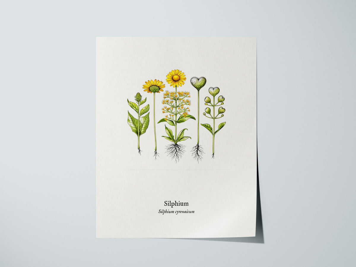 Silphium Poster | Silphium cyrenaicum Pen and Ink Print — Vintage Botanical Illustration Wall Art — giclée print detail on ma