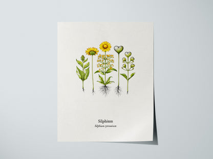 Silphium Poster | Silphium cyrenaicum Pen and Ink Print — Vintage Botanical Illustration Wall Art — giclée print detail on ma