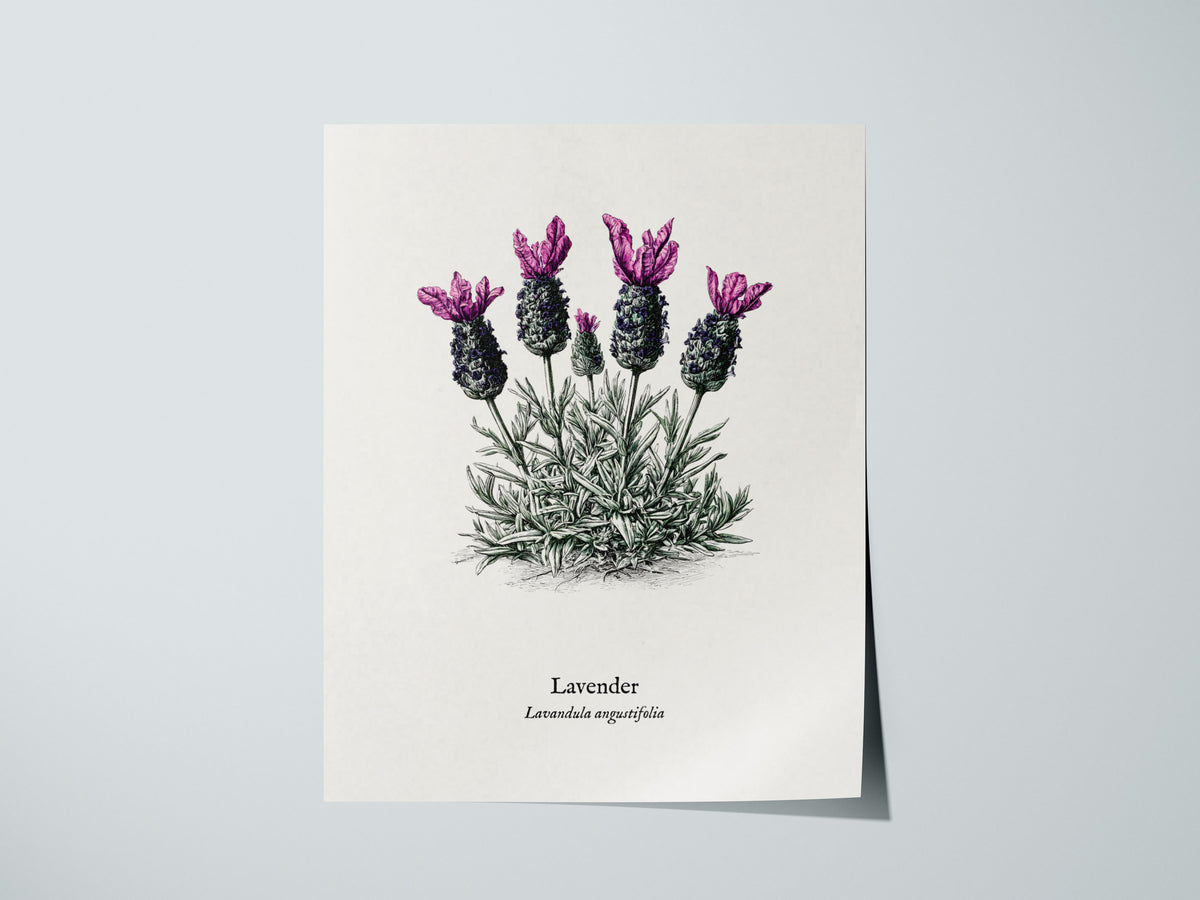 Lavender Poster | Lavandula angustifolia Pen and Ink Print Vintage Botanical Illustration Wall Art — giclée print detail on m