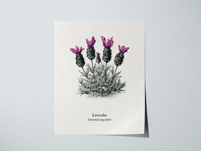 Lavender Poster | Lavandula angustifolia Pen and Ink Print Vintage Botanical Illustration Wall Art — giclée print detail on m
