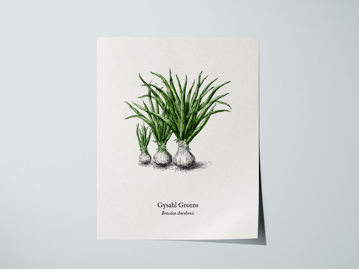 Gysahl Greens Poster | Brassica chocobonis Pen and Ink Print Vintage Botanical Illustration — giclée print detail on matte pa