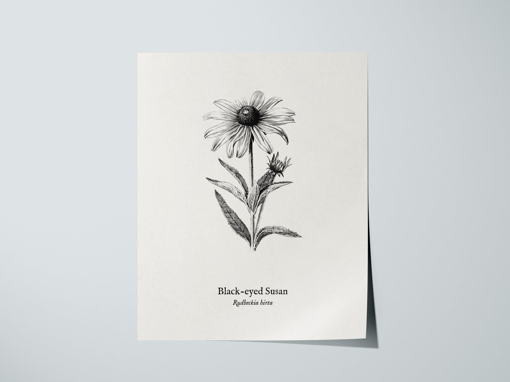 Black-eyed Susan Poster | Vintage Rudbeckia hirta Botanical Illustration Wall Art — giclée print detail on matte paper