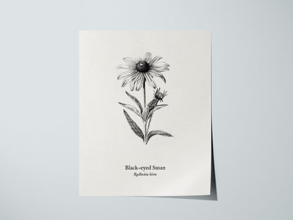 Black-eyed Susan Poster | Vintage Rudbeckia hirta Botanical Illustration Wall Art — giclée print detail on matte paper