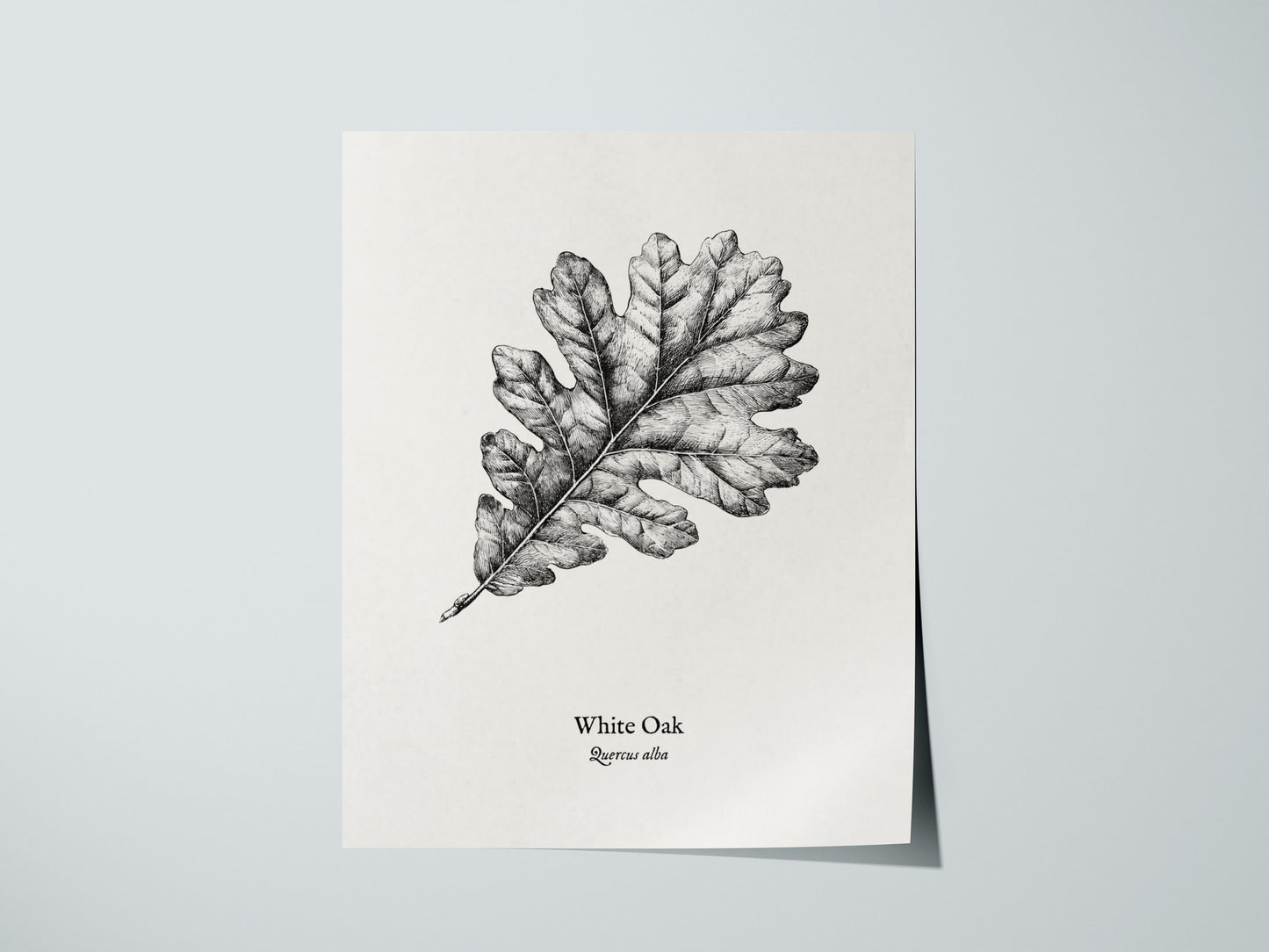 White Oak Poster | Quercus Alba Pen and Ink Print Vintage Botanical Illustration Wall Art — giclée print detail on matte pape