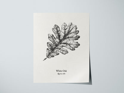 White Oak Poster | Quercus Alba Pen and Ink Print Vintage Botanical Illustration Wall Art — giclée print detail on matte pape