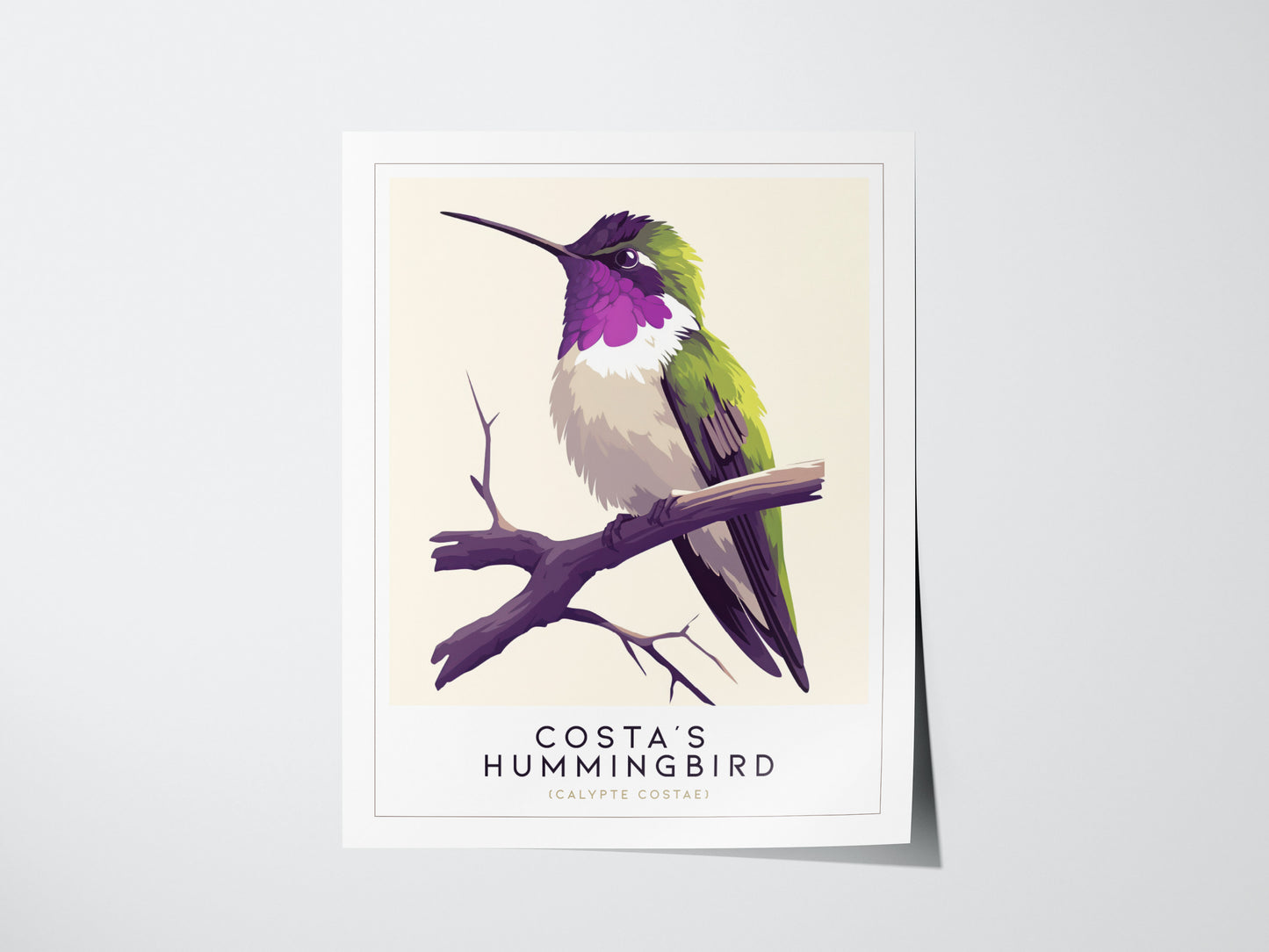 Costas Hummingbird Audubon Print | Bird Lover Wall Art | Framed or Unframed