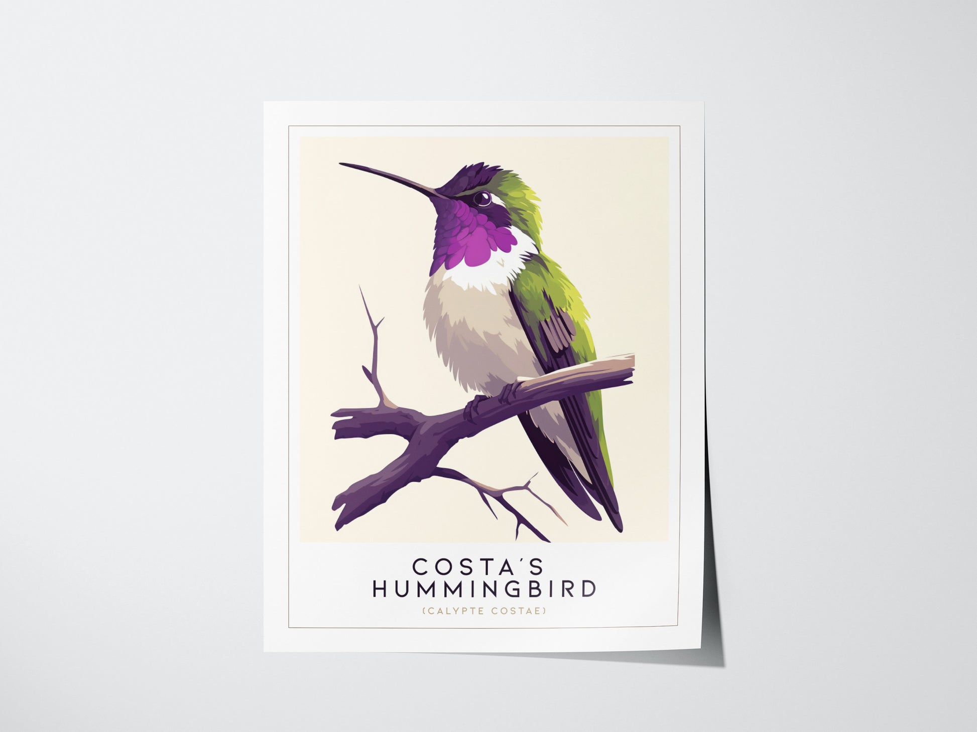 Costas Hummingbird Audubon Print | Bird Lover Wall Art | Framed or Unframed