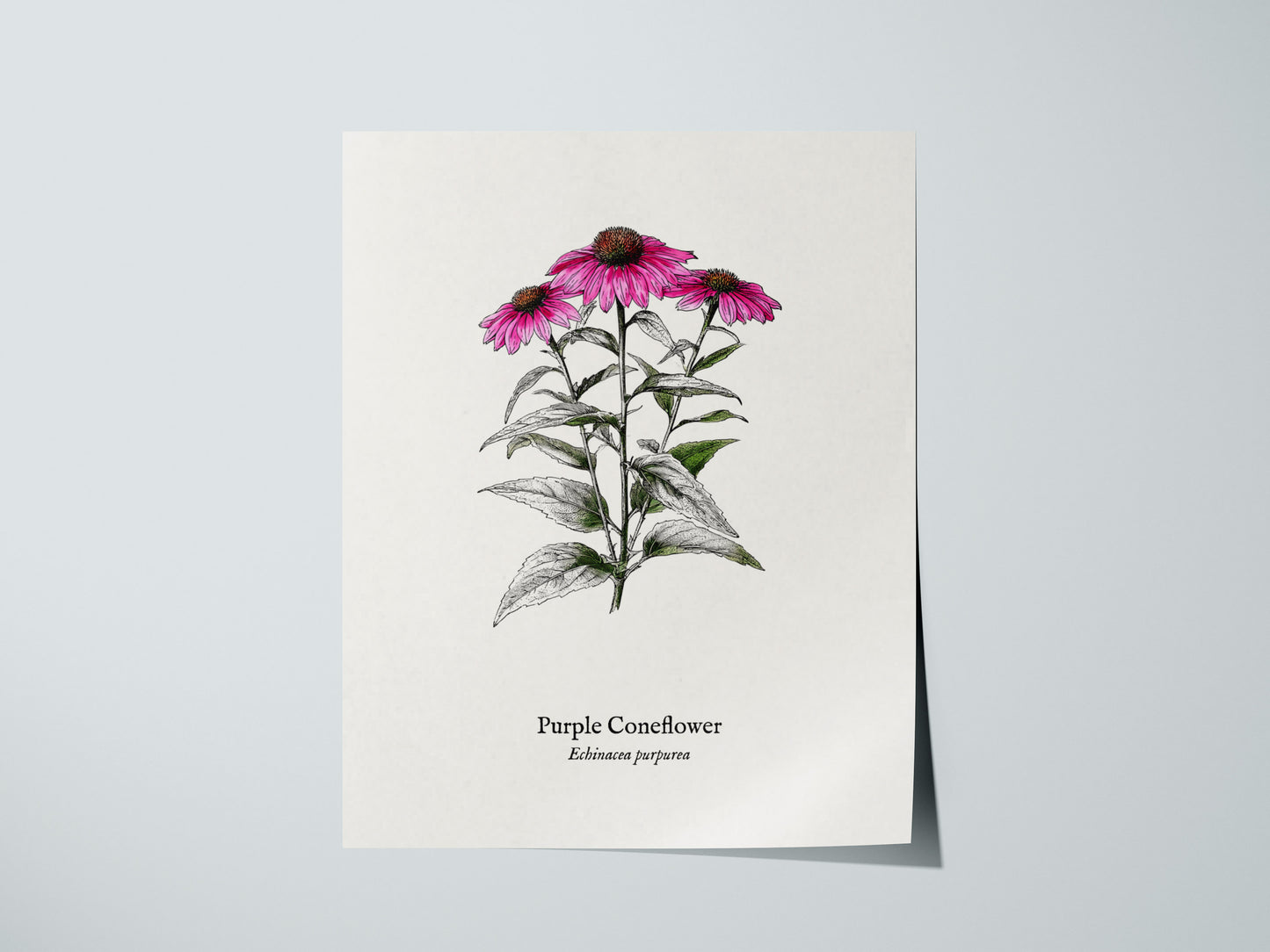 Purple Coneflower Poster | Echinacea purpurea Pen and Ink Print Vintage Botanical Illustration — giclée print detail on matte