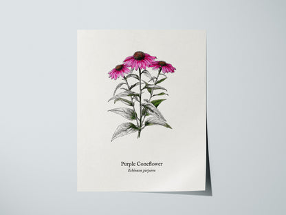 Purple Coneflower Poster | Echinacea purpurea Pen and Ink Print Vintage Botanical Illustration — giclée print detail on matte