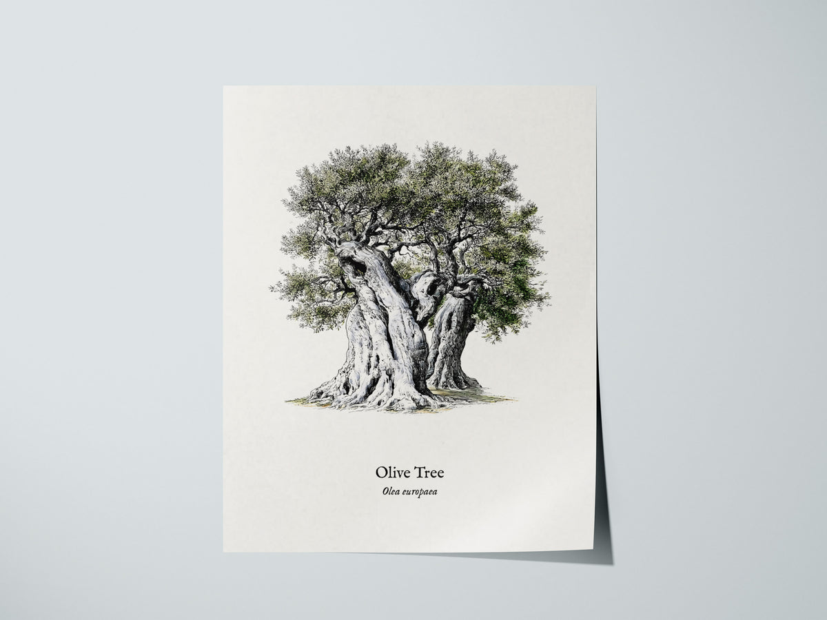 Olive Tree Poster | Vintage Olea europaea Botanical Illustration Wall Art — giclée print detail on matte paper