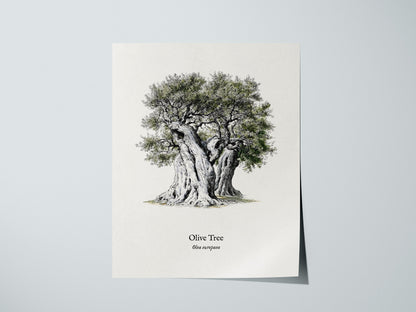 Olive Tree Poster | Vintage Olea europaea Botanical Illustration Wall Art — giclée print detail on matte paper