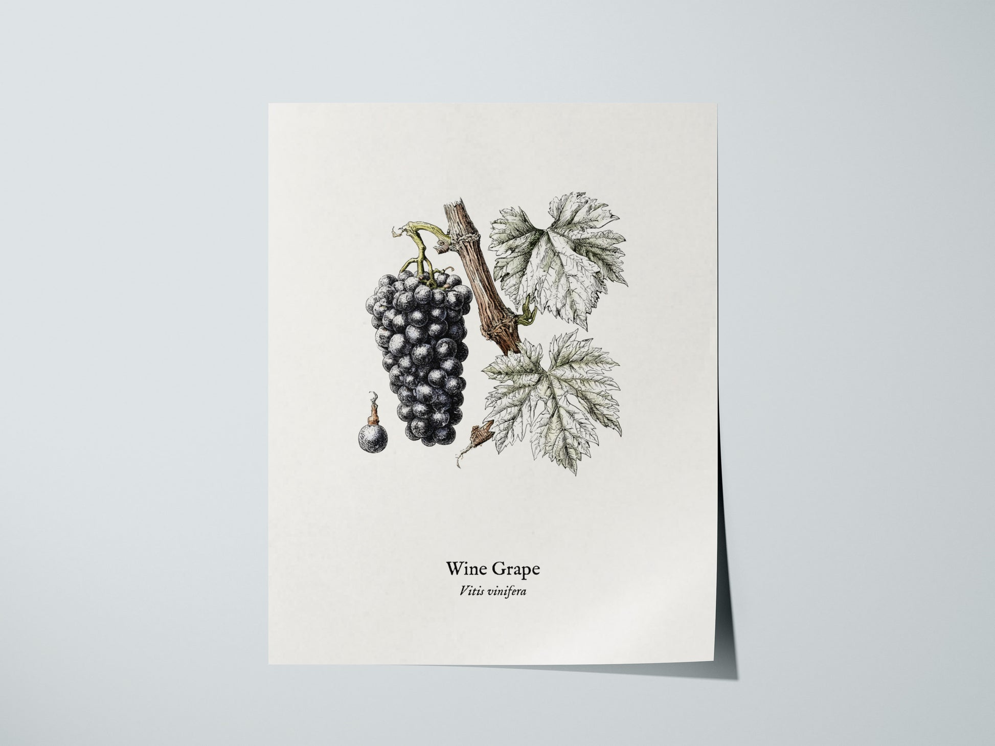 Wine Grape Poster | Vintage Vitis vinifera Botanical Illustration Wall Art — giclée print detail on matte paper
