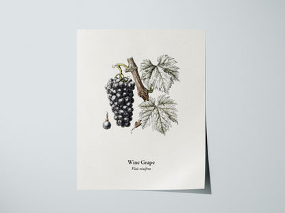 Wine Grape Poster | Vintage Vitis vinifera Botanical Illustration Wall Art — giclée print detail on matte paper