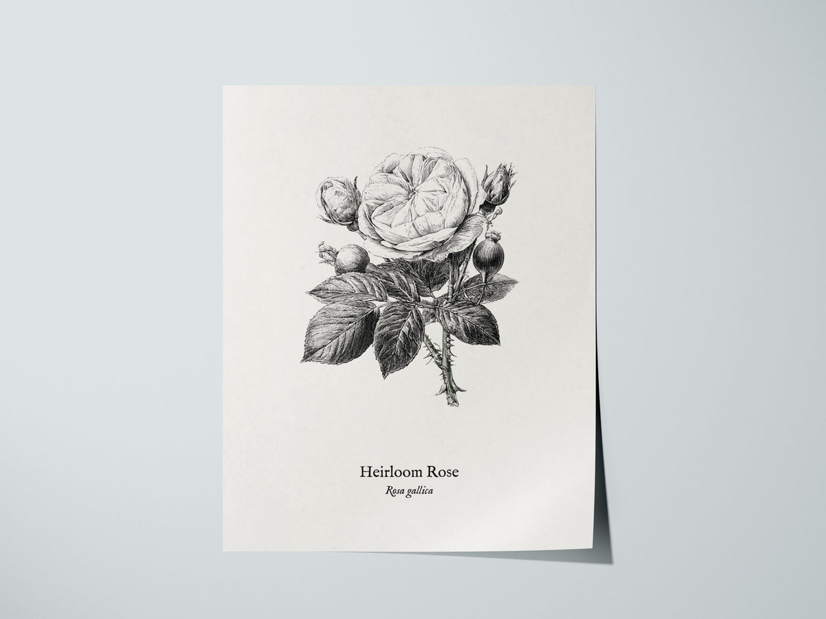 Heirloom Rose Poster | Rosa Gallica Pen and Ink Print Vintage Botanical Illustration Wall Art — giclée print detail on matte