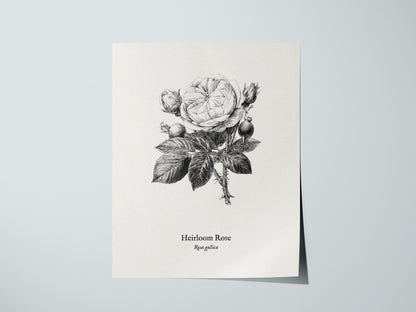 Heirloom Rose Poster | Rosa Gallica Pen and Ink Print Vintage Botanical Illustration Wall Art — giclée print detail on matte