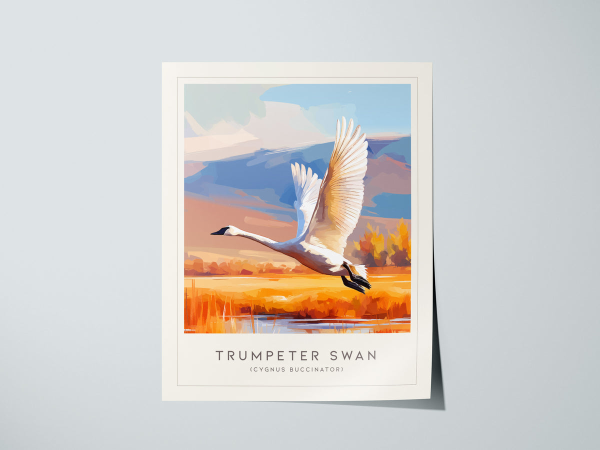 Trumpeter Swan Poster | Elegant Waterbird in Winter Calm Wall Art — giclée print detail on matte paper