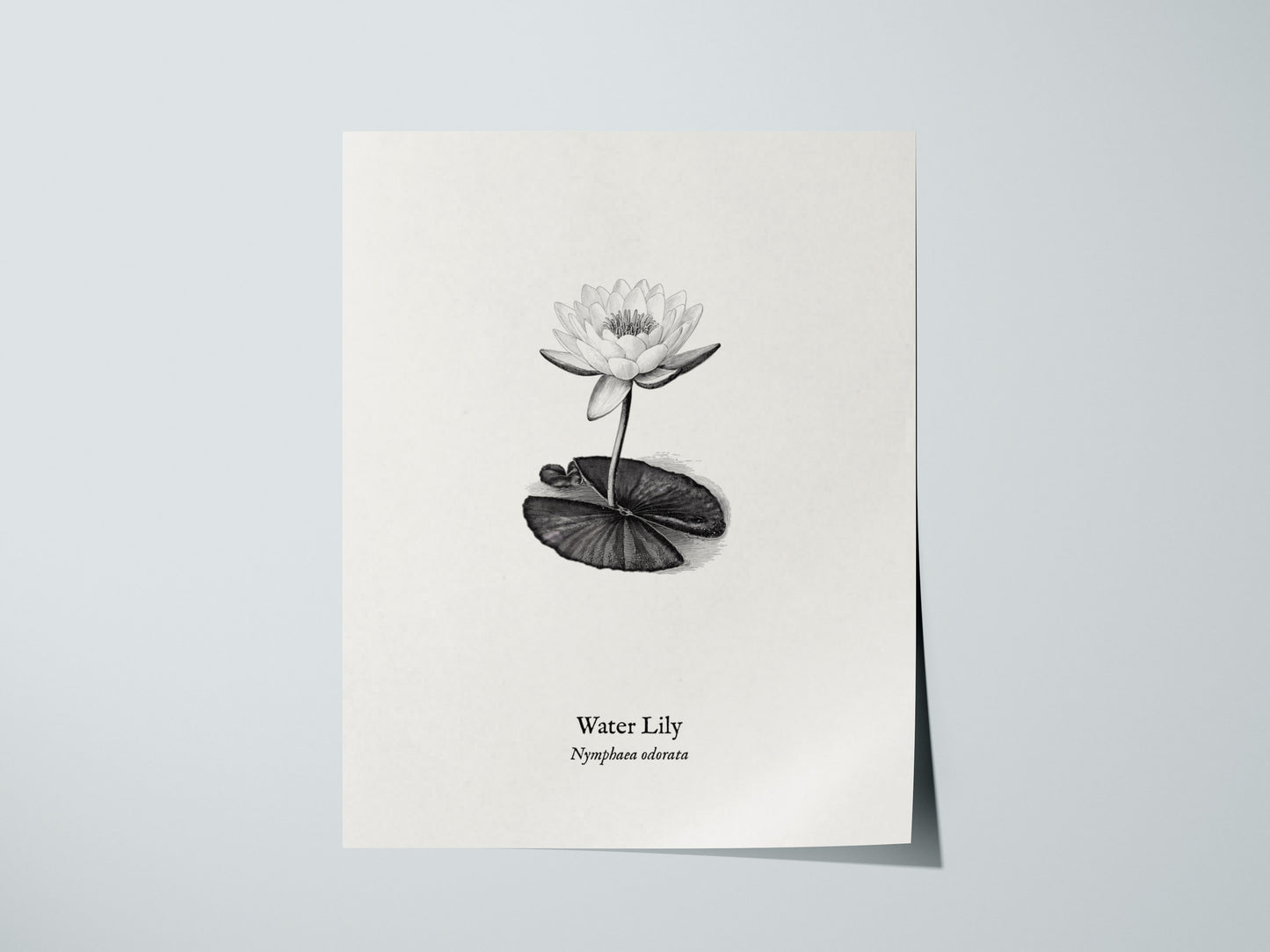 Water Lily Poster | Vintage Nymphaea Odorata Botanical Illustration Wall Art — giclée print detail on matte paper