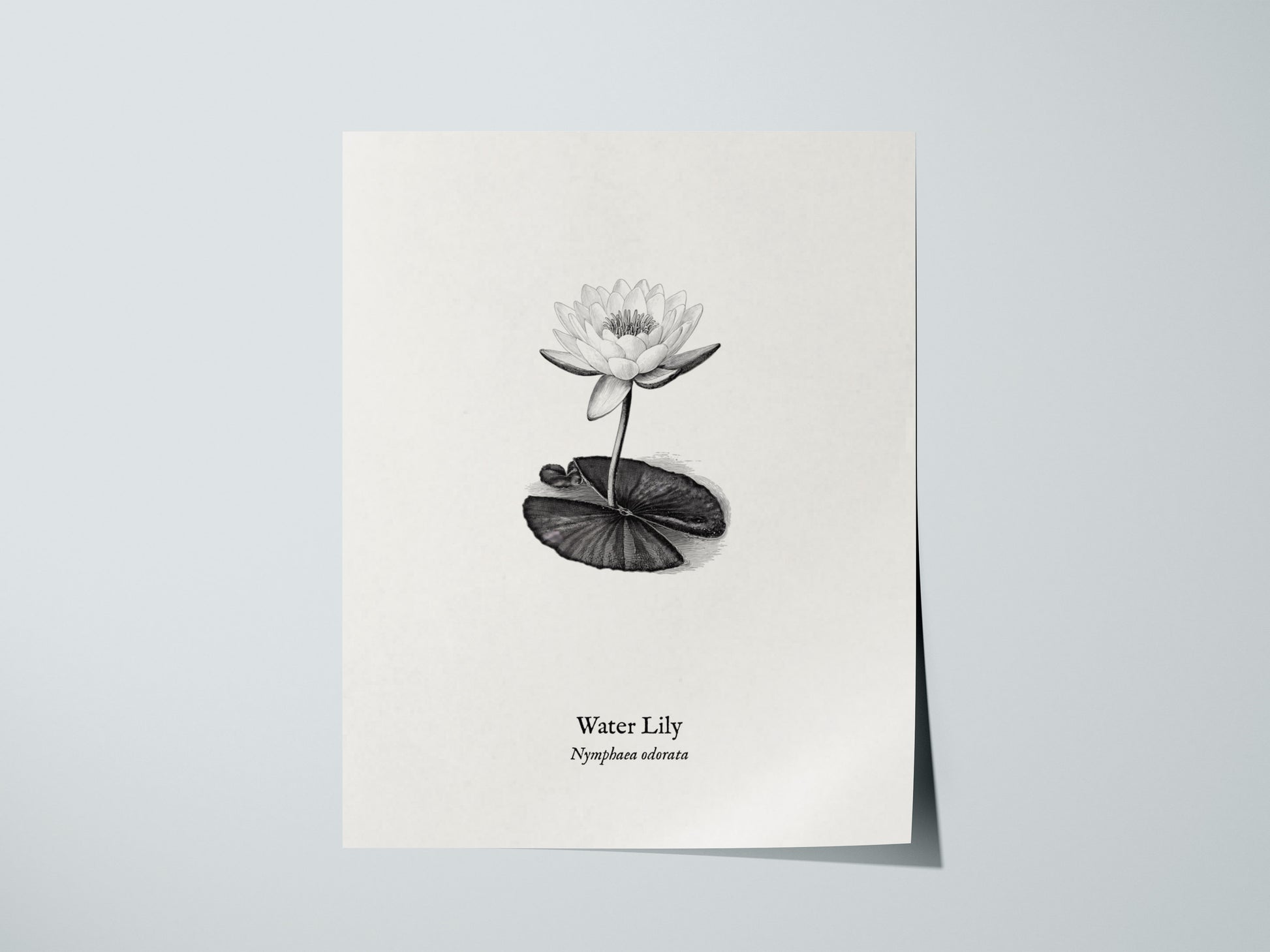 Water Lily Poster | Vintage Nymphaea Odorata Botanical Illustration Wall Art — giclée print detail on matte paper