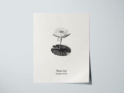 Water Lily Poster | Vintage Nymphaea Odorata Botanical Illustration Wall Art — giclée print detail on matte paper