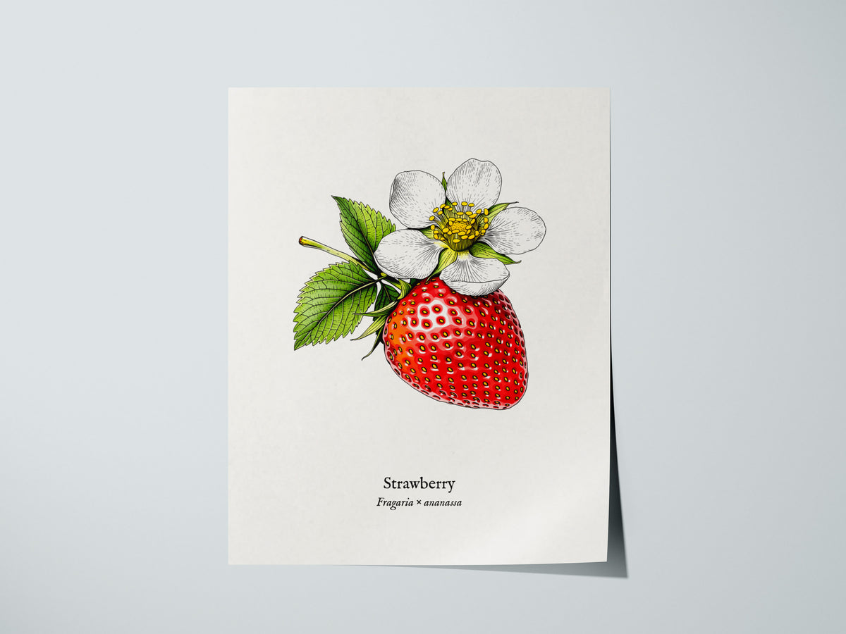Strawberry Poster | Fragaria × ananassa Pen and Ink Print Vintage Botanical Illustration Wall Art — giclée print detail on ma