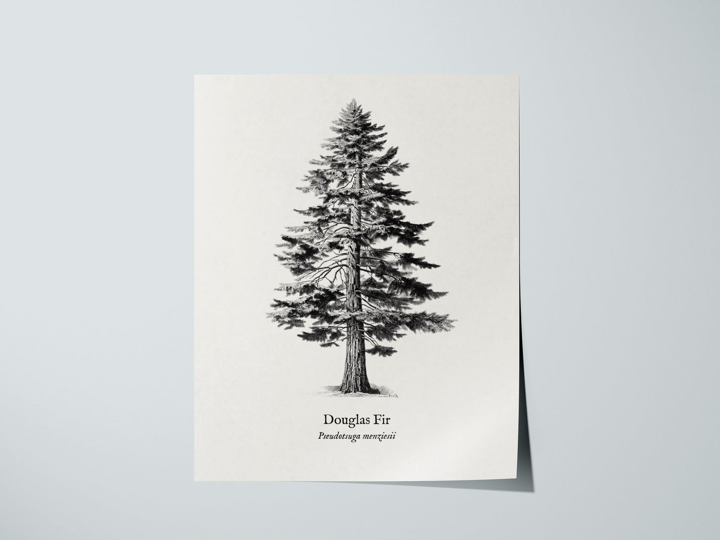 Print 01