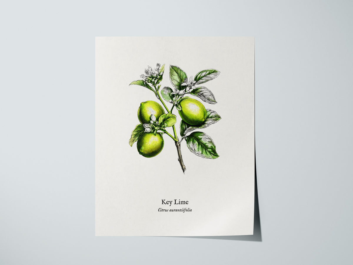 Key Lime Poster | Citrus aurantiifolia Vintage Botanical Illustration Pen and Ink Print — giclée print detail on matte paper