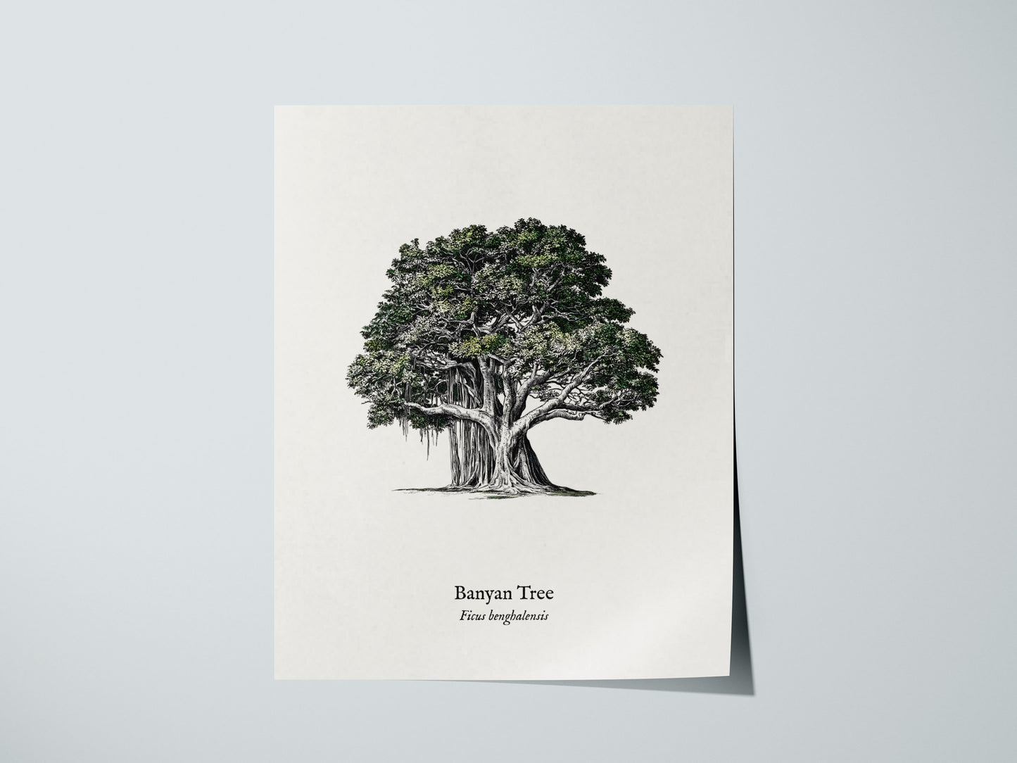 Banyan Tree Poster | Vintage Ficus benghalensis Botanical Illustration Wall Art — giclée print detail on matte paper
