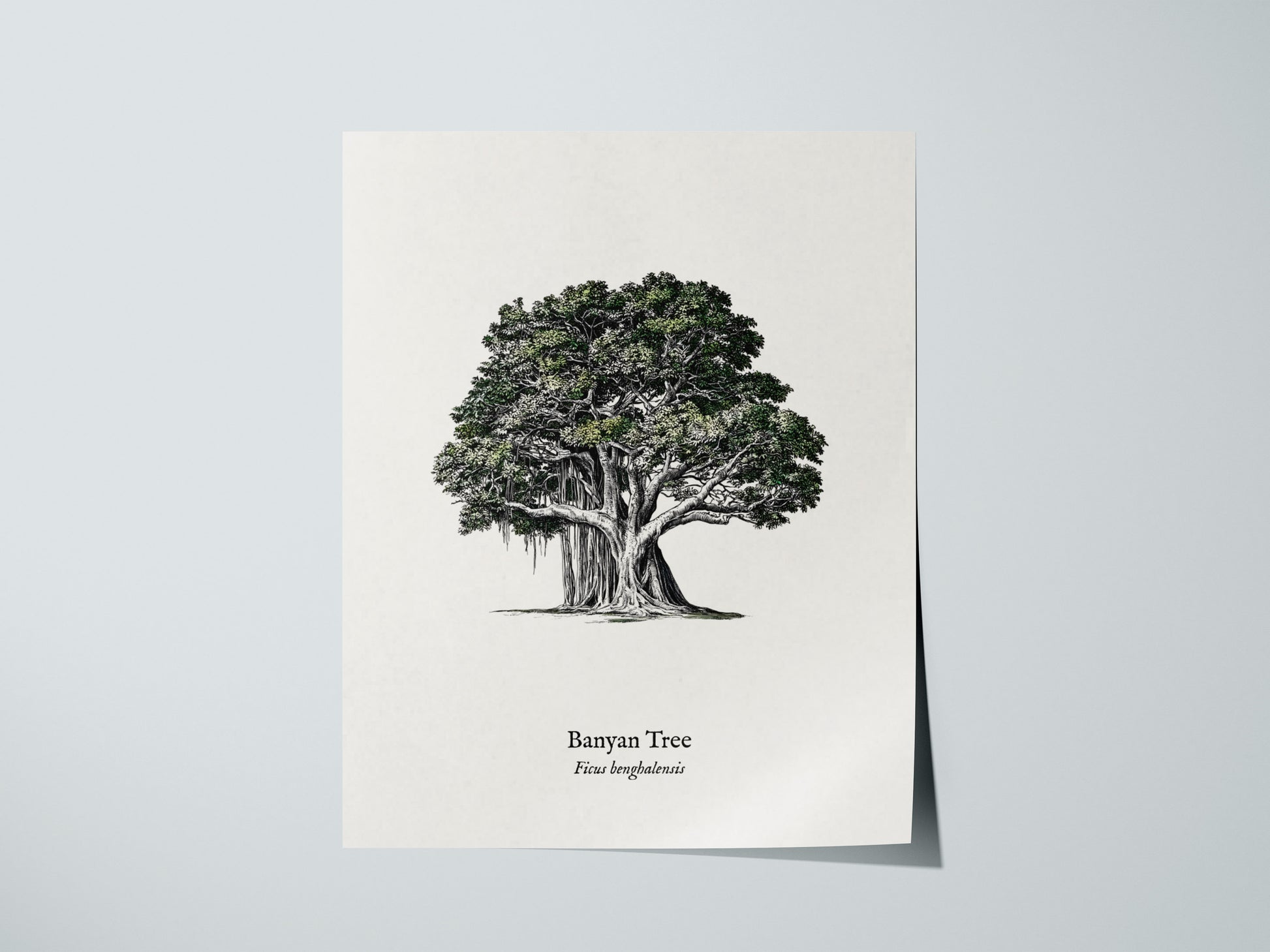 Banyan Tree Poster | Vintage Ficus benghalensis Botanical Illustration Wall Art — giclée print detail on matte paper