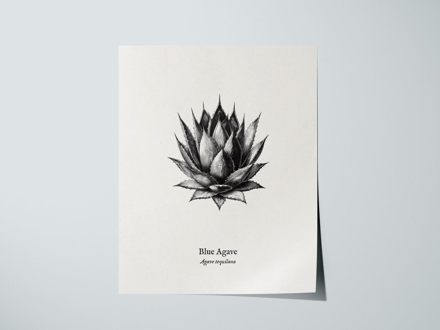 Blue Agave Poster | Vintage Agave Tequilana Botanical Illustration Wall Art — giclée print detail on matte paper