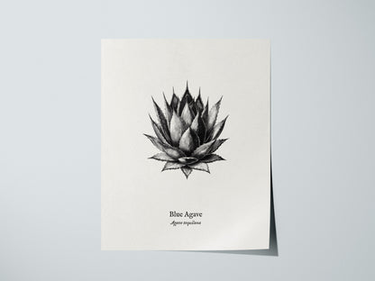 Blue Agave Poster | Vintage Agave Tequilana Botanical Illustration Wall Art — giclée print detail on matte paper