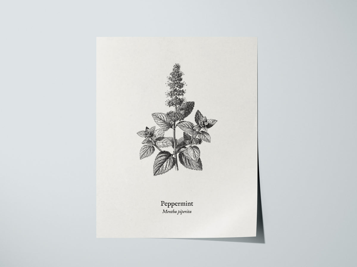 Peppermint Poster | Mentha piperita Vintage Botanical Ink Illustration Wall Art — giclée print detail on matte paper