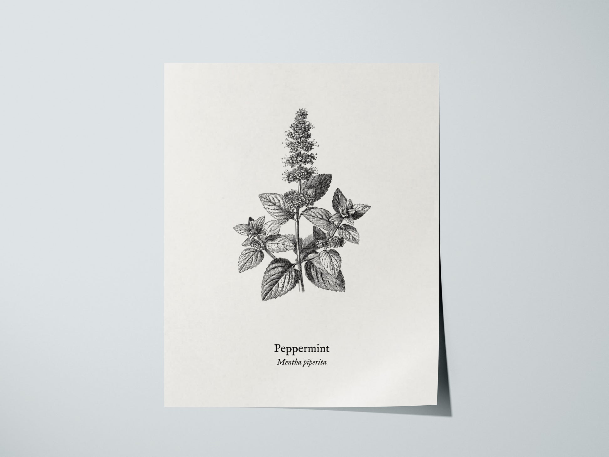 Peppermint Poster | Mentha piperita Vintage Botanical Ink Illustration Wall Art — giclée print detail on matte paper
