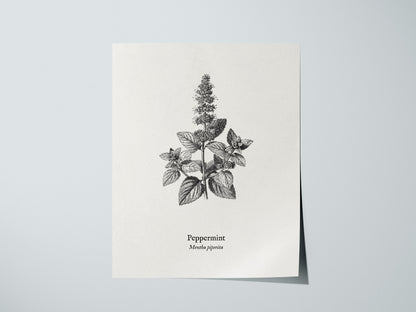 Peppermint Poster | Mentha piperita Vintage Botanical Ink Illustration Wall Art — giclée print detail on matte paper