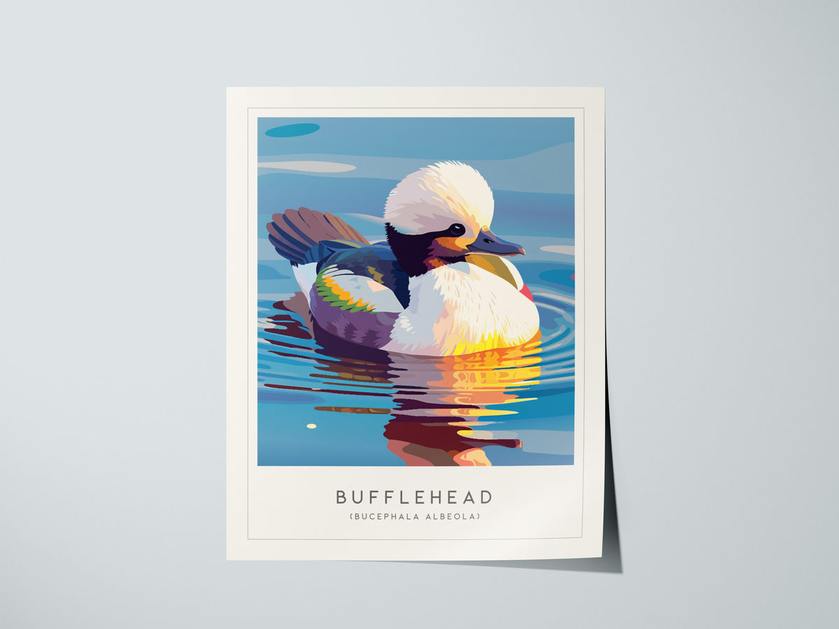 Bufflehead, Bucephala albeola Poster | Diving Duck Wildlife Print Wall Art — giclée print detail on matte paper
