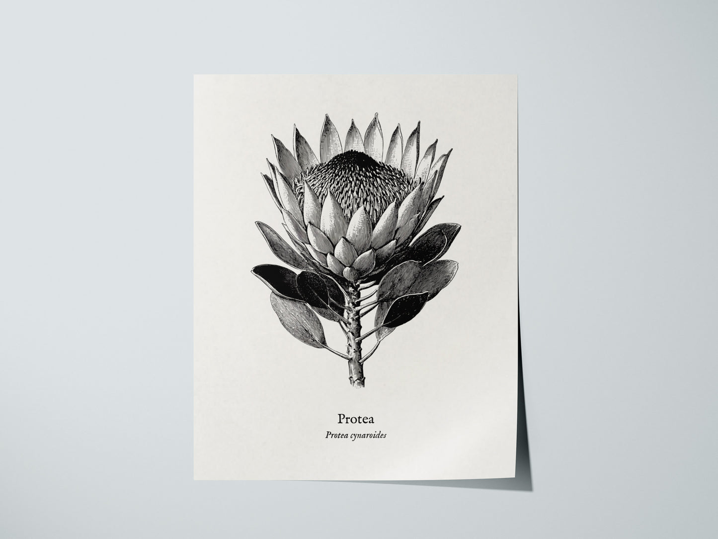 Print 01