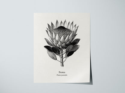 Print 01