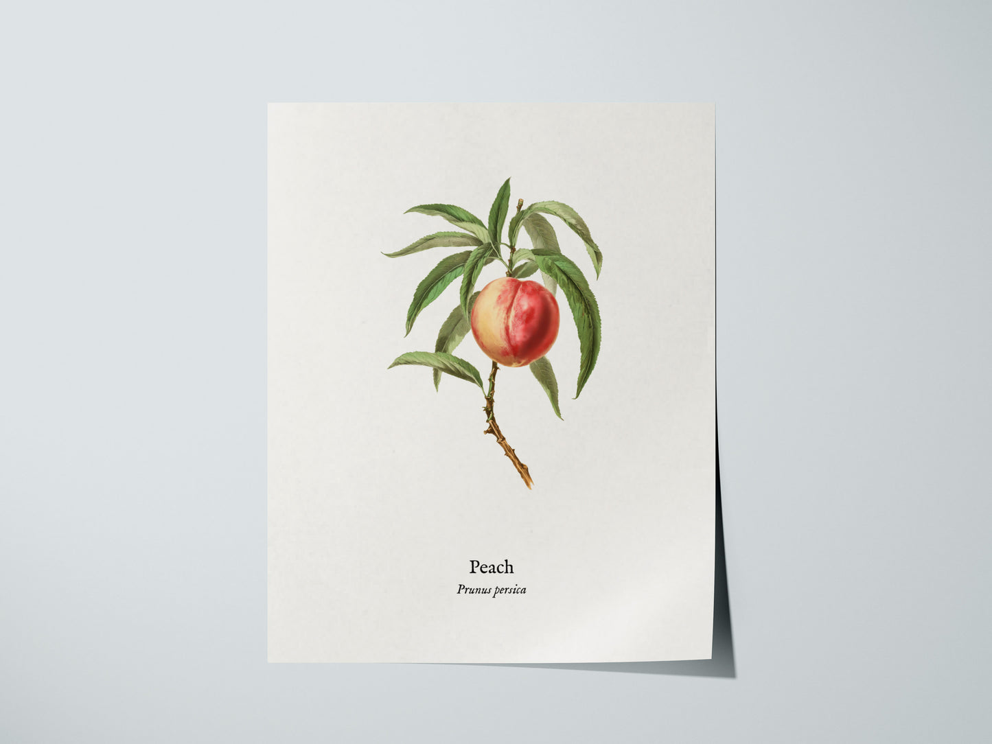 Peach Poster | Prunus persica Vintage Botanical Illustration Pen and Ink Print — giclée print detail on matte paper