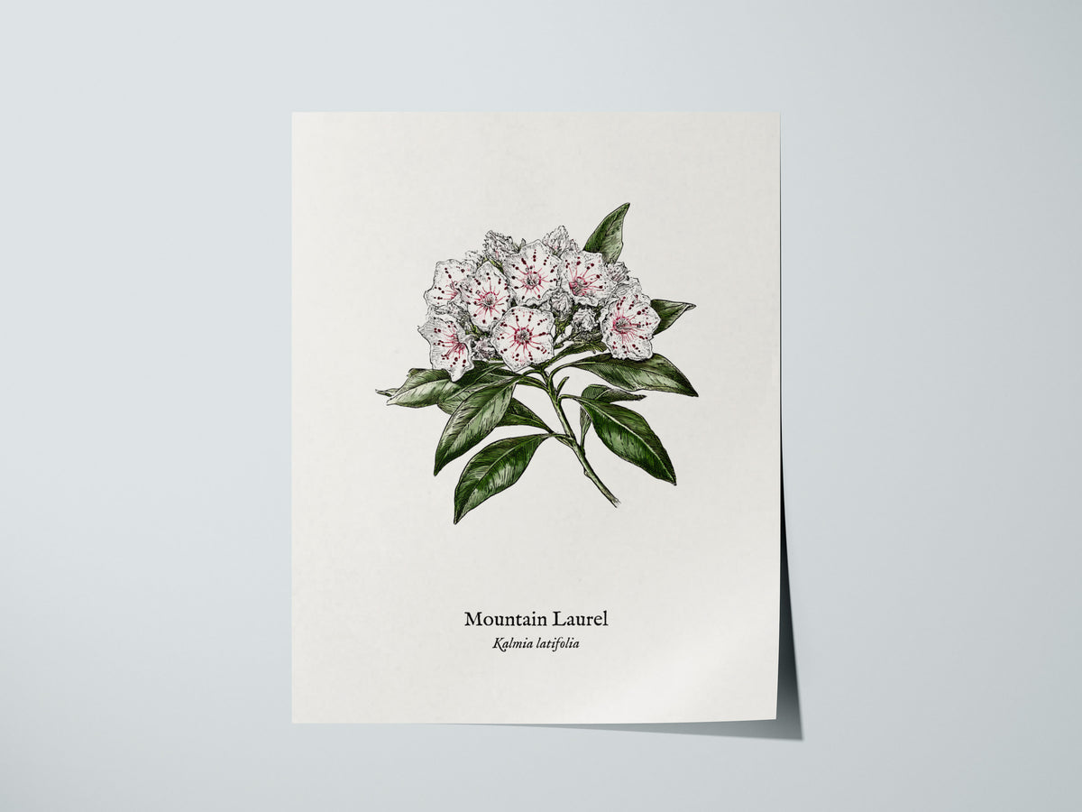 Mountain Laurel Poster | Kalmia latifolia Pen and Ink Print Vintage Botanical Illustration — giclée print detail on matte pap