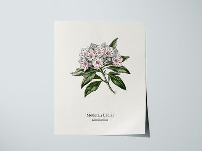 Mountain Laurel Poster | Kalmia latifolia Pen and Ink Print Vintage Botanical Illustration — giclée print detail on matte pap