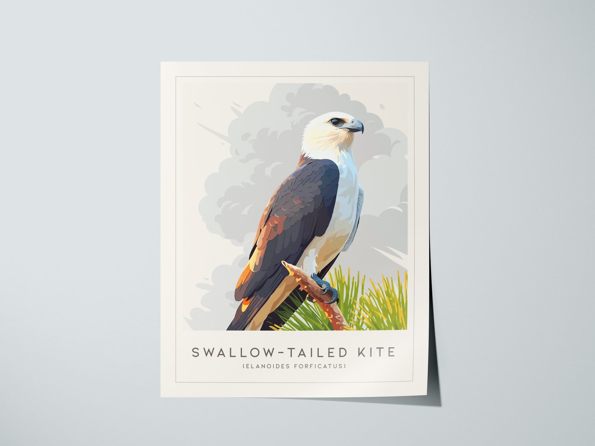 Swallow-tailed Kite Poster | Graceful Raptor in Flight Wall Art — giclée print detail on matte paper