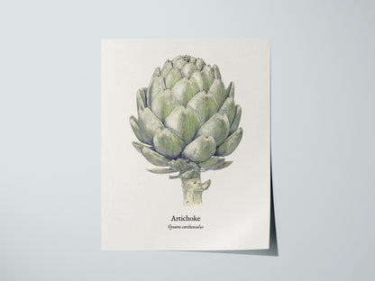 Artichoke Poster | Vintage Cynara Cardunculus Botanical Illustration Wall Art — giclée print detail on matte paper