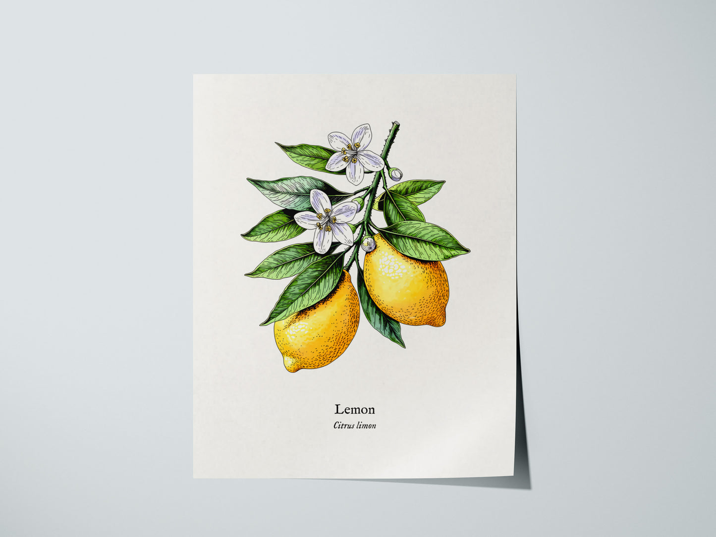 Botanical Lemon Poster | Citrus x Limon Framed Wall Art — giclée print detail on matte paper