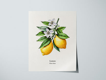 Botanical Lemon Poster | Citrus x Limon Framed Wall Art — giclée print detail on matte paper